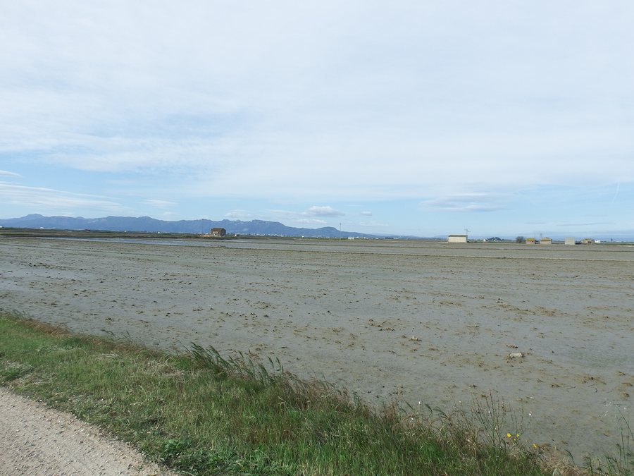 File:Albufera en El Perelló, Sueca 01.jpg